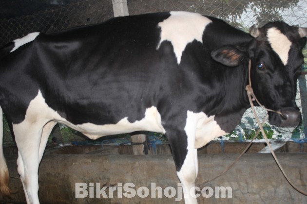 দামুর(বকনা) গরু(COW) (কোরবানির)